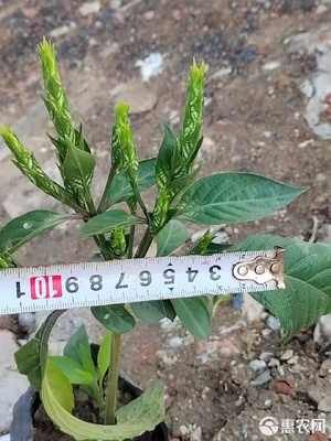 草花可愛花袋苗在園林綠化與室內布置中的應用